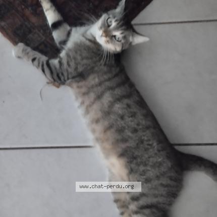 Foto 1/1 Tenor Chat perdido en La creche