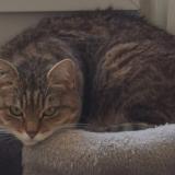 Foto del gato perdido en Crecy La Chapelle