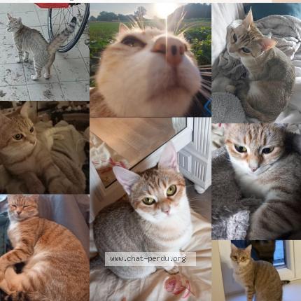 Foto 1/1 Pépito Chat perdido en Les trois moutiers