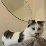 Foto del gato perdido en Saint Vit