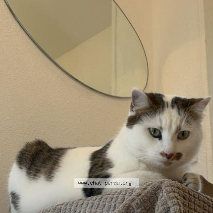 Foto 1/1 Tisha Chat perdido en Saint vit