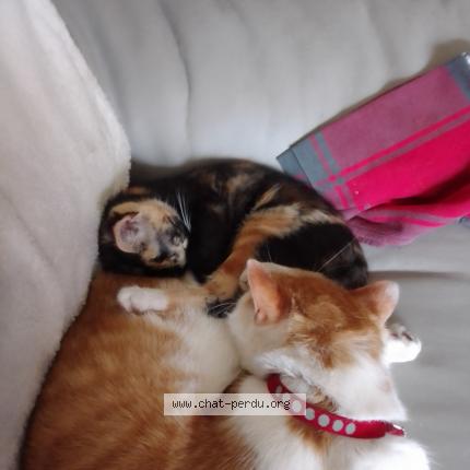 Foto 1/1 Spydi Chat perdido en Brest