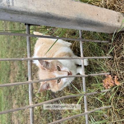 Foto 1/1 Gato encontrado Encontrado en Wasquehal