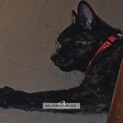 Foto 2/2 Kiara Chat perdido en Blain