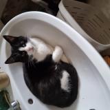 Foto del gato perdido en Cereste En Luberon