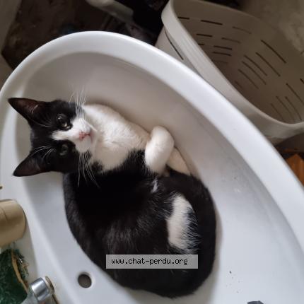 Foto 1/1 Bounty Chat perdido en Cereste en luberon