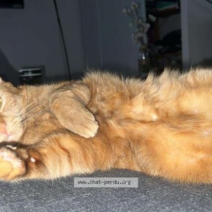 Foto 1/1 Tigrou Chat perdido en Courtenay