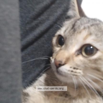 Foto 1/1 Bonnie Chat perdido en Etang sale les hauts