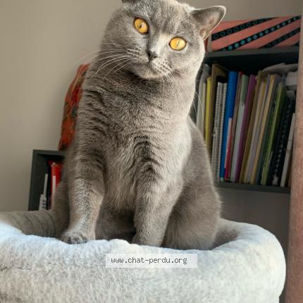 Foto 1/2 Violette Chat perdido en Vannes