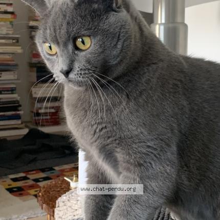 Foto 2/2 Violette Chat perdido en Vannes