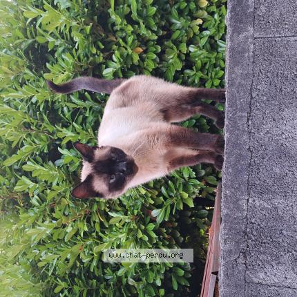 Foto 1/1 Gato encontrado Encontrado en Colomiers