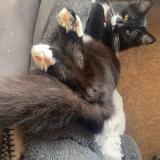 Foto del gato perdido en Saint Florent Le Viel