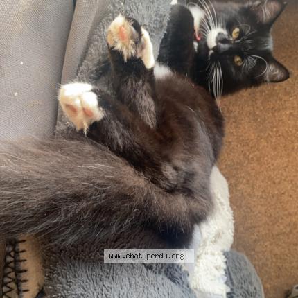 Foto 1/1 Taïro Chat perdido en Saint florent le viel