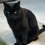 Foto del gato perdido en Saint Julien En Genevois