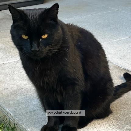 Foto 1/1 Fripouille Chat perdido en Saint julien en genevois