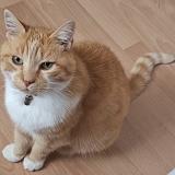 Foto del gato perdido en Saint Adresse