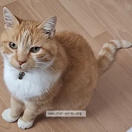 Foto 1/1 Flocon Chat perdido en Saint adresse