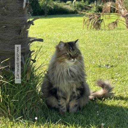 Foto 1/2 Samy Chat perdido en Trevou treguignec