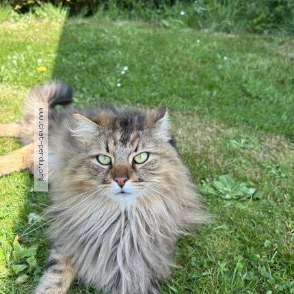 Foto 2/2 Samy Chat perdido en Trevou treguignec