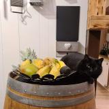 Foto del gato perdido en Cernex