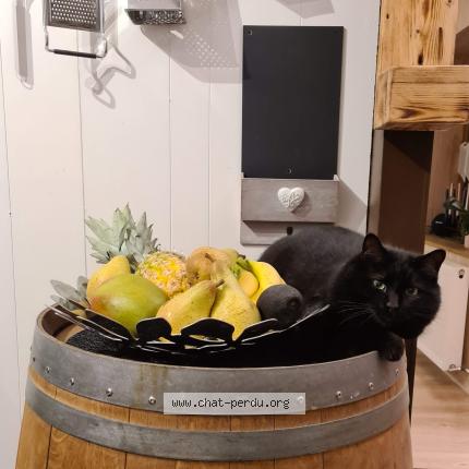 Foto 1/1 Boat Chat perdido en Cernex