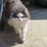 Foto del gato perdido en Angers