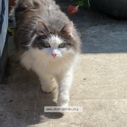 Foto 1/1 Tobermory Chat perdido en Angers