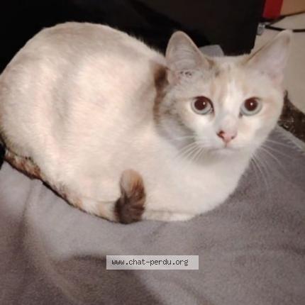 Foto 1/1 Tysonne Chat perdido en La tour du pin