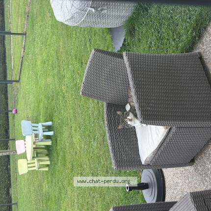 Foto 1/1 Yuki Chat perdido en Quincampoix