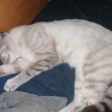 Foto del gato perdido en Curel