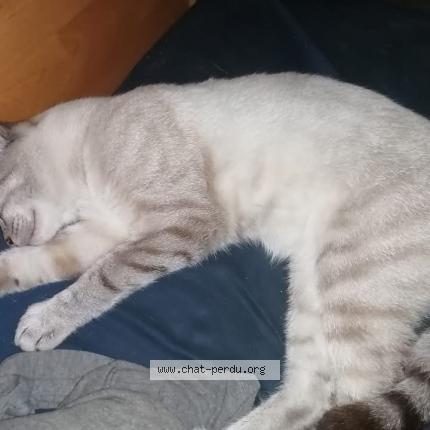 Foto 1/1 Calin Chat perdido en Curel