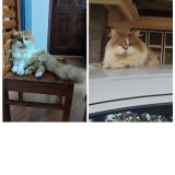 Foto del gato perdido en Thalassery