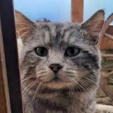 Foto del gato perdido en Les Fontenelles