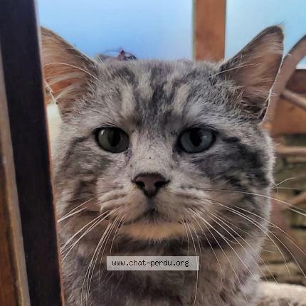 Foto 1/1 Tigrou Chat perdido en Les fontenelles