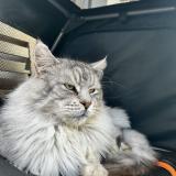 Foto del gato perdido en Chilly Mannecy