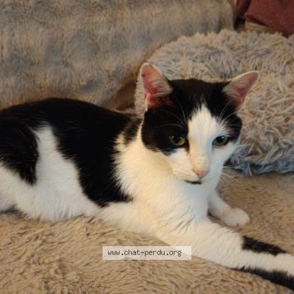 Foto 1/1 Gato encontrado Encontrado en Clermont ferrand