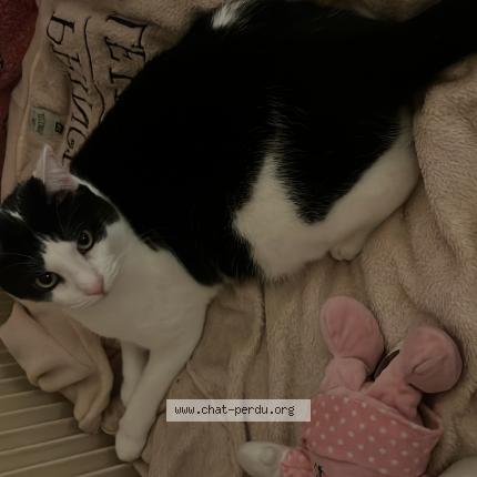 Foto 1/1 Rocky Chat perdido en Bagnolet