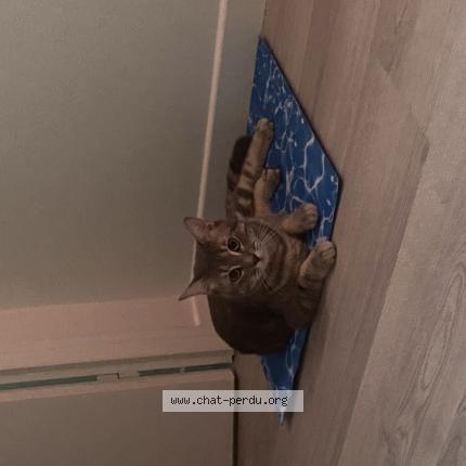 Foto 1/1 Zola Chat perdido en Enval