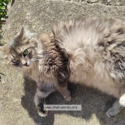 Foto 1/1 Paillette Chat perdido en Pitres