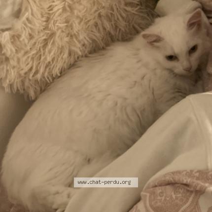 Foto 2/2 Lilly Chat perdido en Aix en provence