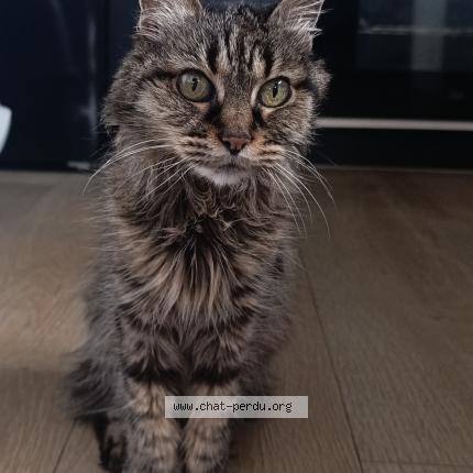 Foto 1/1 Shanna Chat perdido en Chantonnay