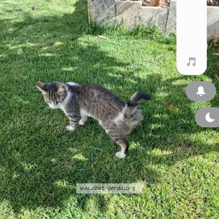 Foto 1/1 Kali Chat perdido en Salon de provence