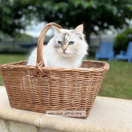 Foto 1/1 Theonie Chat perdido en Urrugne