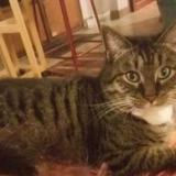 Foto del gato perdido en Tours