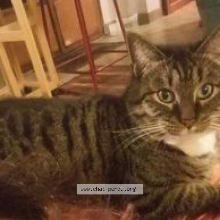 Foto 1/1 CALLIRHOE Chat perdido en Tours