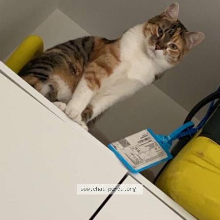 Foto 1/1 cannelle Chat perdido en Strasbourg