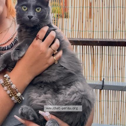 Foto 1/1 Krakiki Chat perdido en Collonges au mont d or