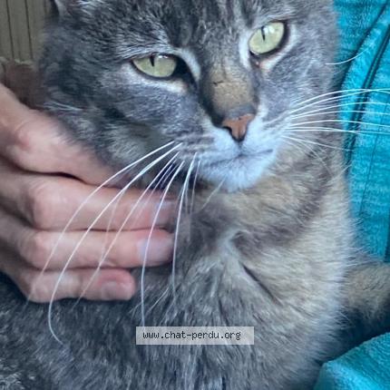Foto 1/1 Tigrou Chat perdido en Aveize