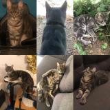 Foto del gato perdido en L Hopital