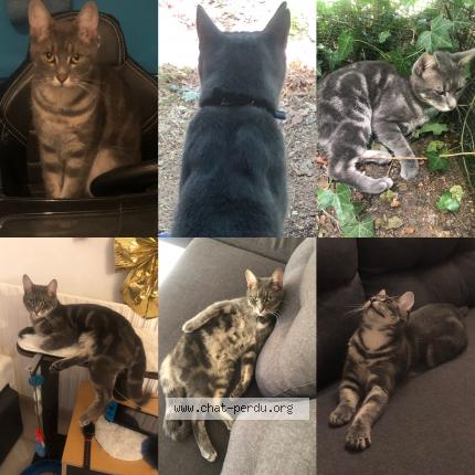 Foto 1/1 Gato encontrado Perdido en L hopital